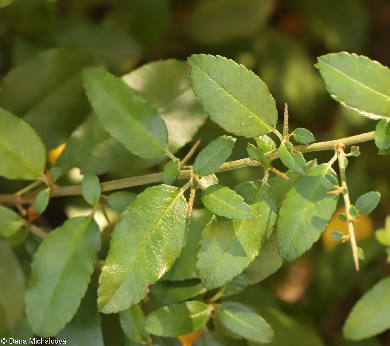 Holly Espinoso - Vista 3